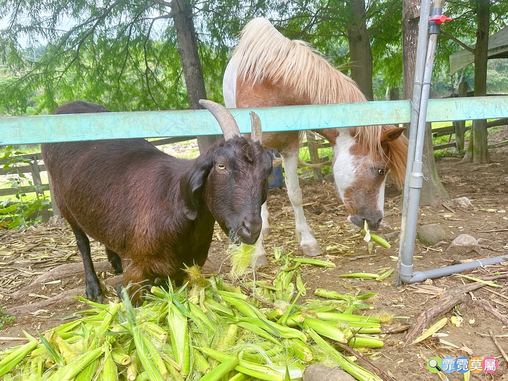 ★嘉義親子住宿推薦★ 築夢森居,豪華露營車生態體驗之旅! 漂 S__117268574_0