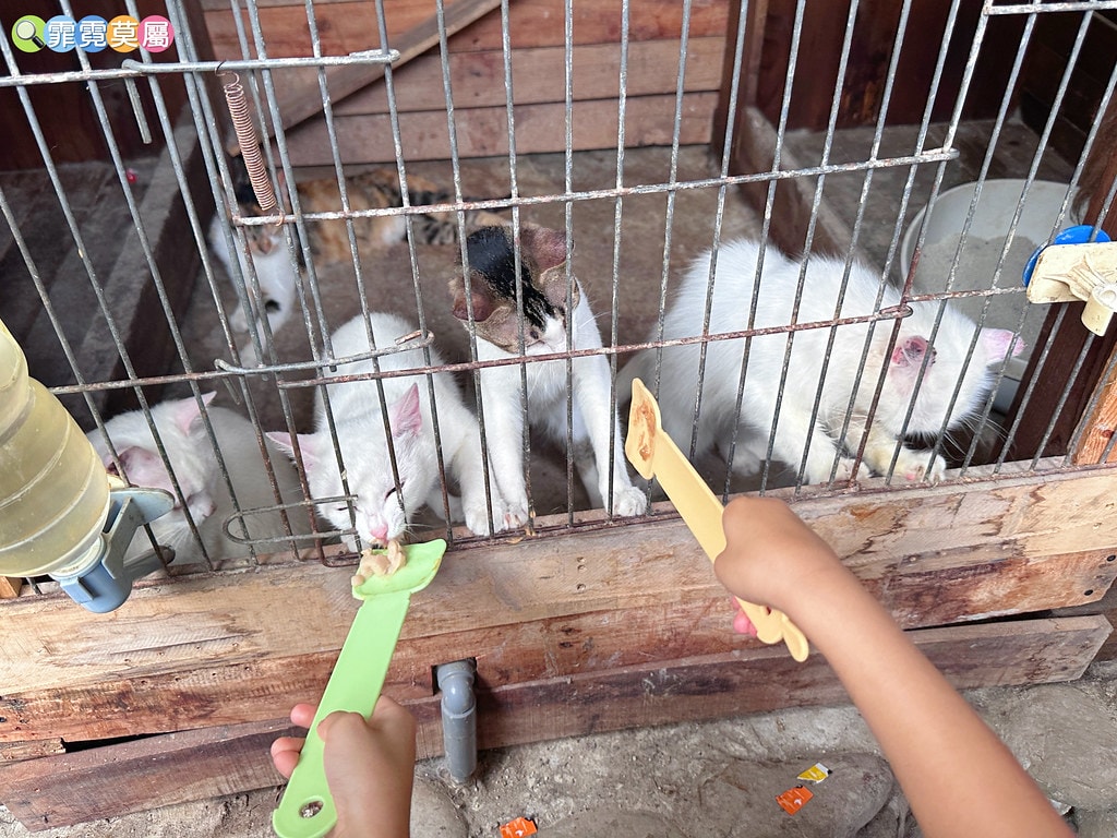 ★嘉義親子住宿推薦★ 築夢森居,豪華露營車生態體驗之旅! 漂 S__117268550_0