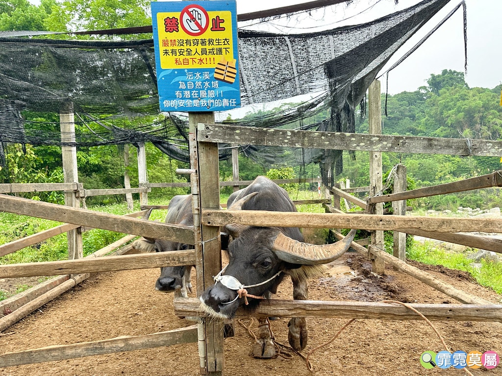 ★嘉義親子住宿推薦★ 築夢森居,豪華露營車生態體驗之旅! 漂 S__117268619_0