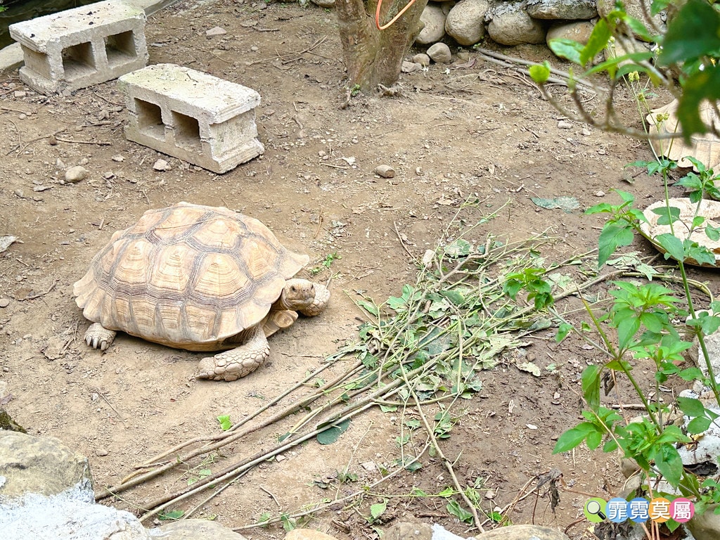 ★嘉義親子住宿推薦★ 築夢森居,豪華露營車生態體驗之旅! 漂 S__117268557_0