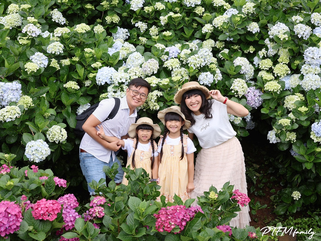 ★新北景點★ 高家繡球花第三園區,全台最大8000坪繡球花園 S__117514298_0