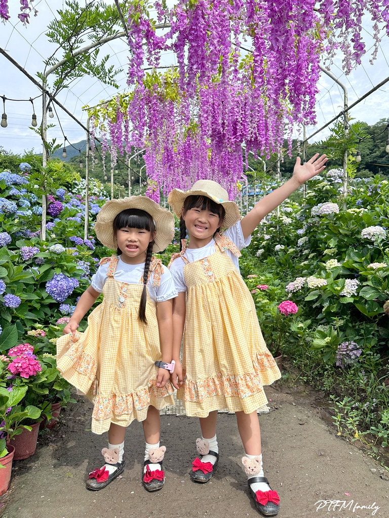 ★新北景點★ 高家繡球花第三園區,全台最大8000坪繡球花園 S__117514277_0