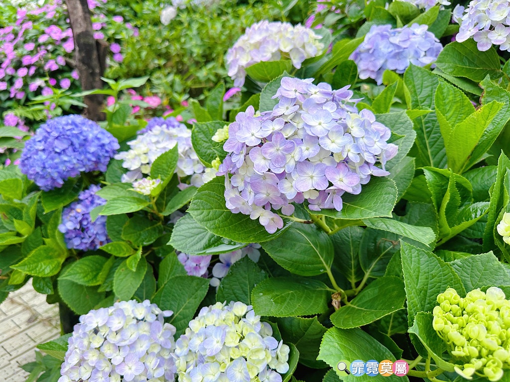 ★新北景點★ 高家繡球花第三園區,全台最大8000坪繡球花園 S__117514286_0