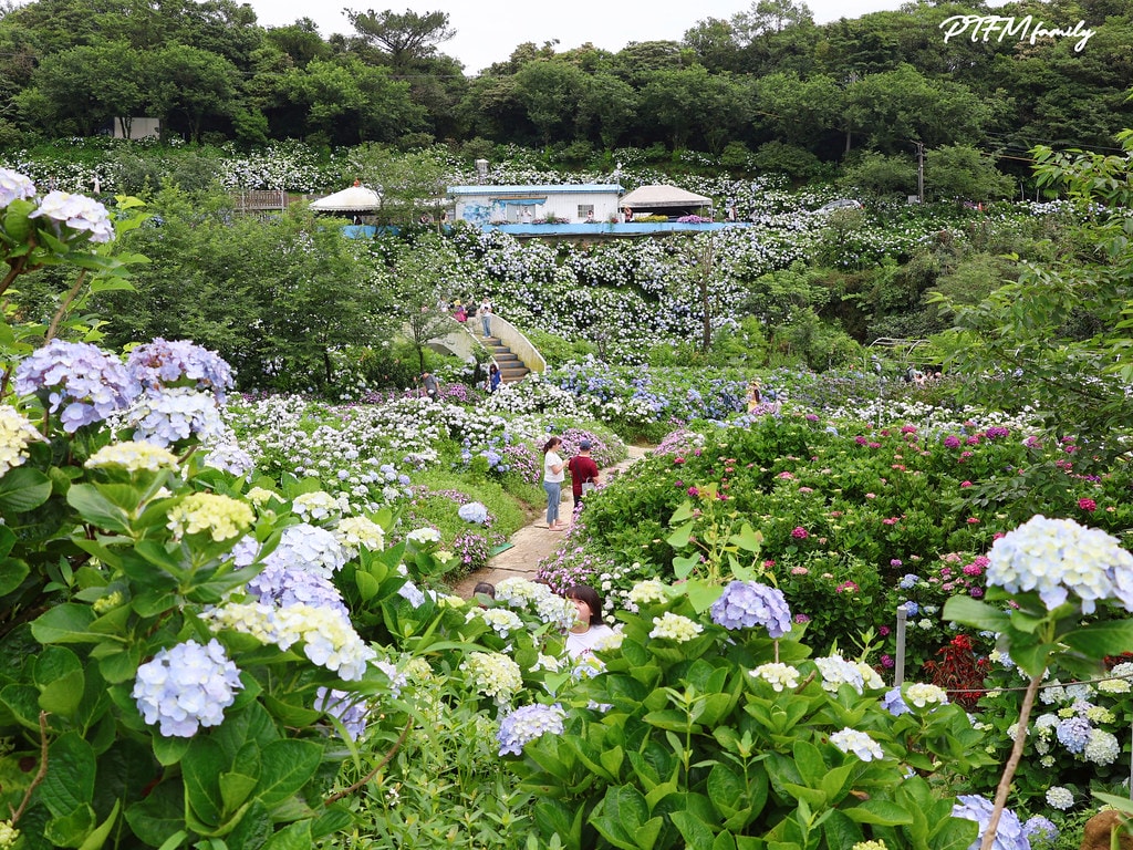 ★新北景點★ 高家繡球花第三園區,全台最大8000坪繡球花園 S__117514272_0