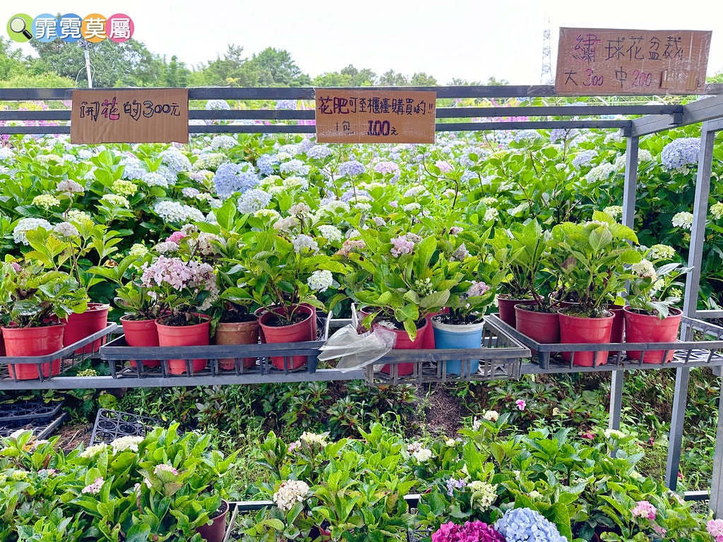 ★新北景點★ 高家繡球花第三園區,全台最大8000坪繡球花園 S__117514289_0