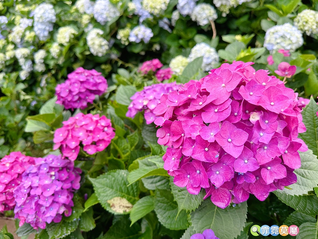 ★新北景點★ 高家繡球花第三園區,全台最大8000坪繡球花園 S__117514282_0