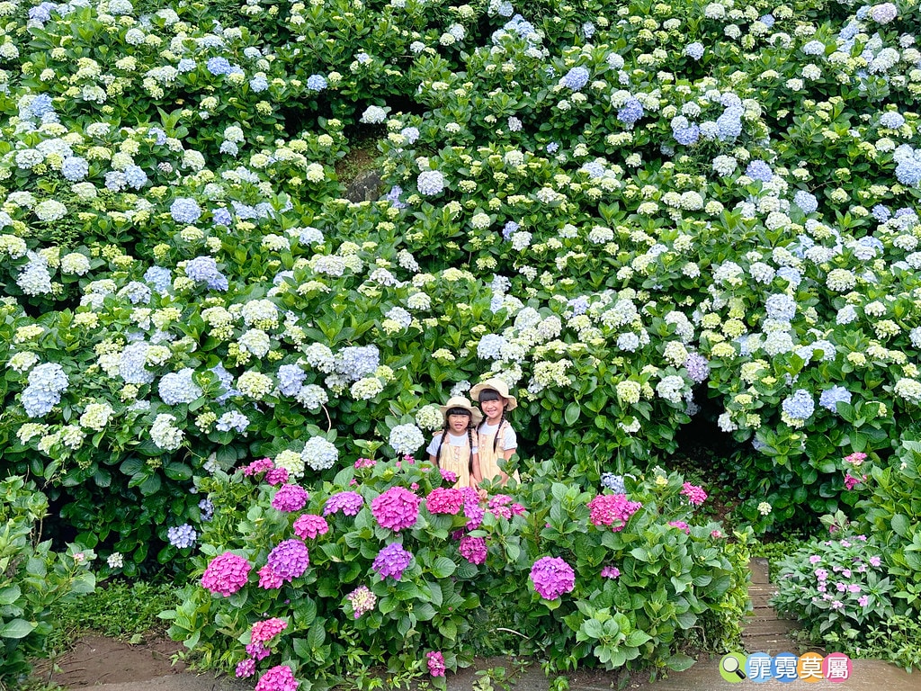 ★新北景點★ 高家繡球花第三園區,全台最大8000坪繡球花園 S__117514281_0