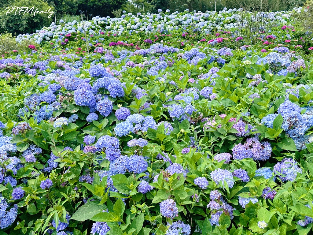 ★新北景點★ 高家繡球花第三園區,全台最大8000坪繡球花園 S__117514278_0
