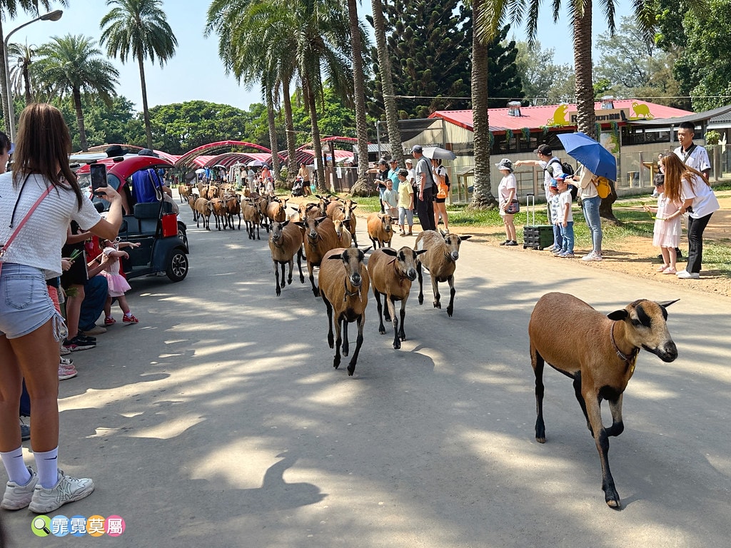 ★桃園親子住宿推薦★ 牛仔星村豪華露營車屋一泊二食體驗,免費 S__121724953_0