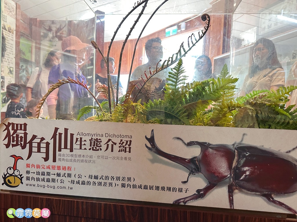 ★嘉義親子景點★ 獨角仙農場,可以釣螯蝦、玩滑草、搭小火車、 S__123346988_0