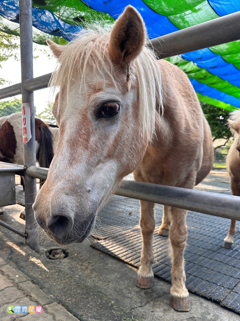 ★嘉義親子景點★ 獨角仙農場,可以釣螯蝦、玩滑草、搭小火車、 S__123346974_0