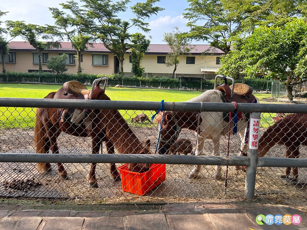 ★嘉義親子景點★ 獨角仙農場,可以釣螯蝦、玩滑草、搭小火車、 S__123346976_0