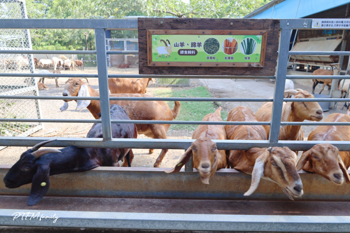 ★台南親子景點★ 樹谷農場，銅板價格玩農場互動，台南一日遊推薦