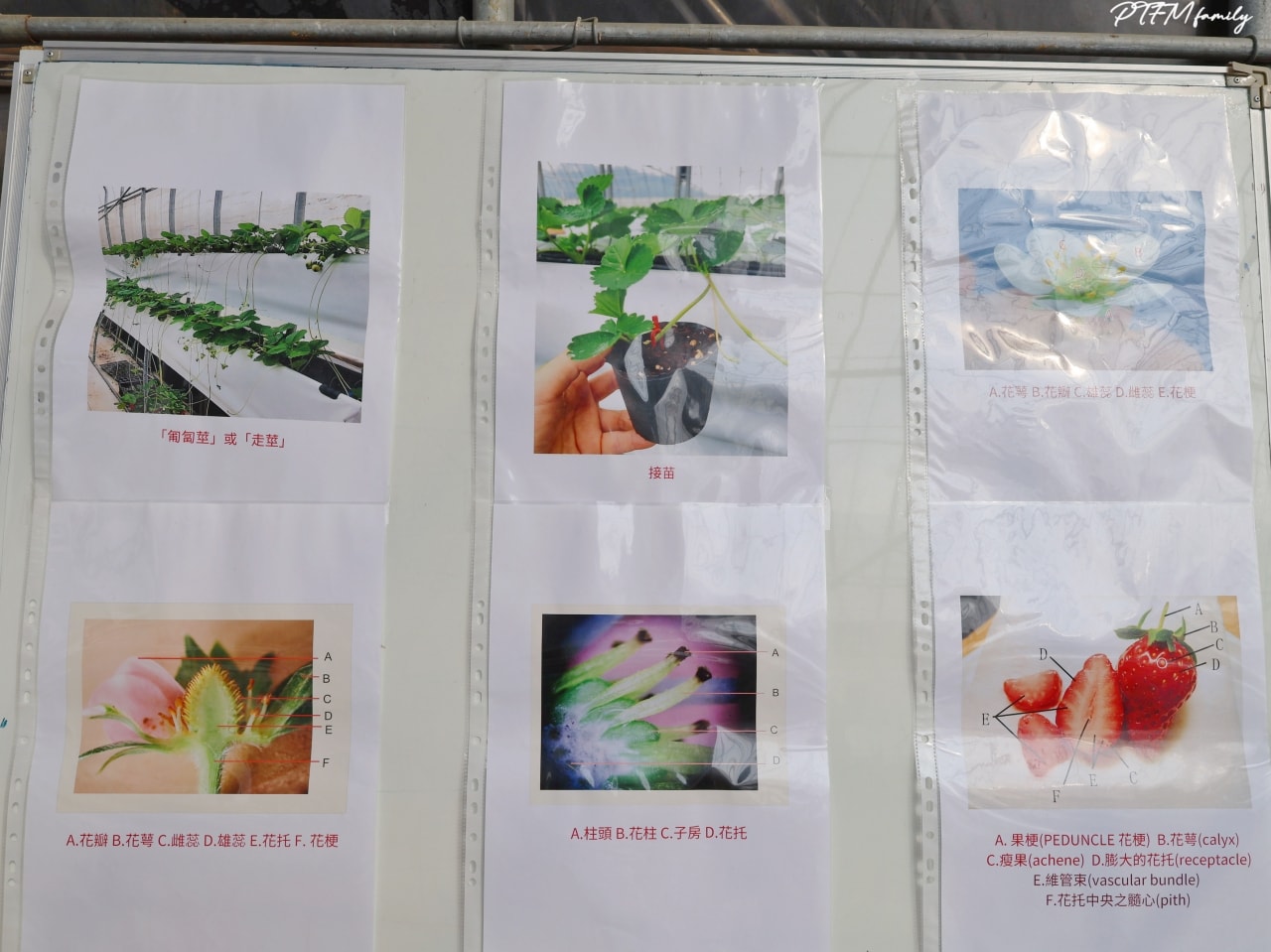 桃園親子景點|桃園青青草莓蔬果農場,免門票入場可以採草莓、DIY活動-草莓麵條、拔絲糖葫蘆和動物互動 - 第8張圖 桃園親子景點|桃園青青草莓蔬果農場,免門票入場可以採草莓、DIY活動-草莓麵條、拔絲糖葫蘆和動物互動