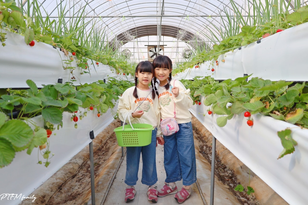 桃園親子景點｜桃園青青草莓蔬果農場，免門票入場可以採草莓、DIY活動-草莓麵條、拔絲糖葫蘆和動物互動