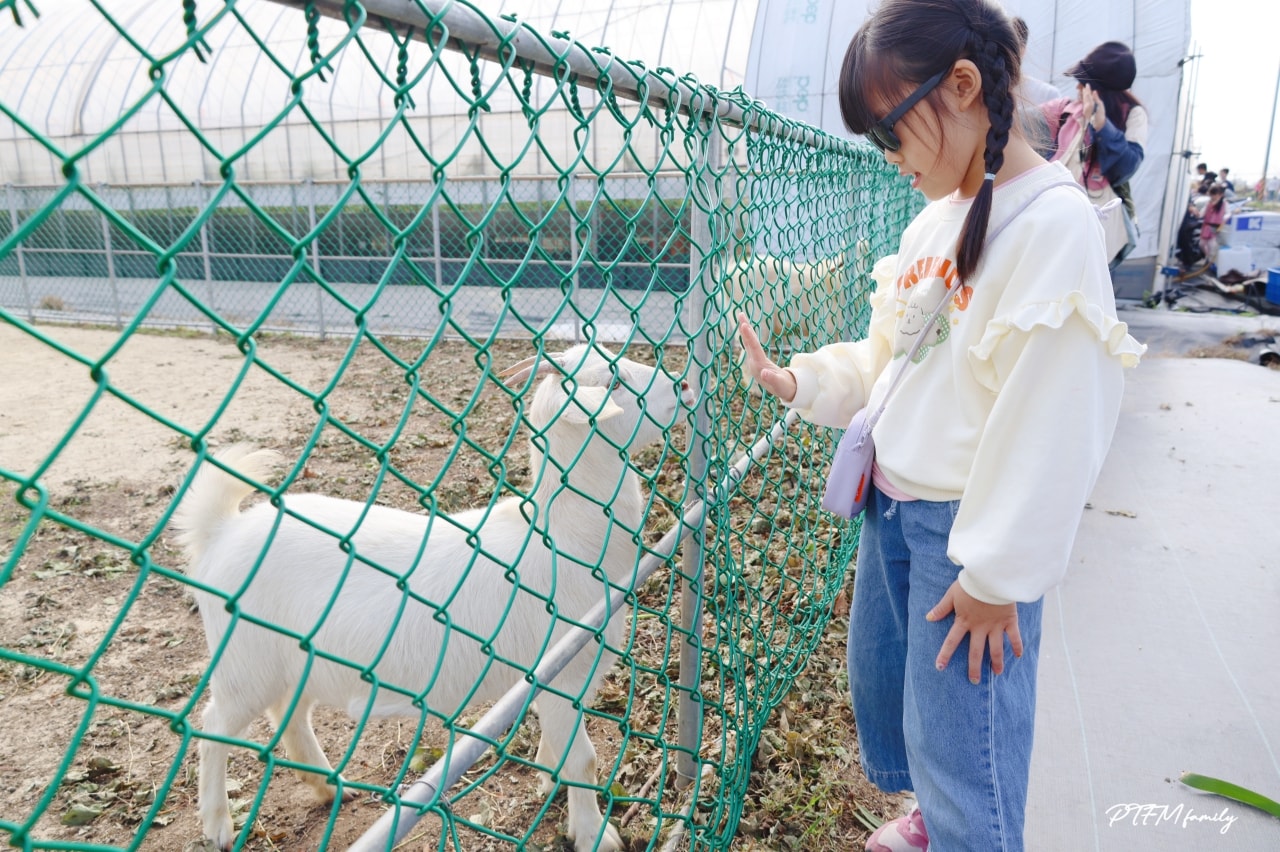 桃園親子景點|桃園青青草莓蔬果農場,免門票入場小西瓜開採了,記得一定要先預約才能採果 - 第28張圖 桃園親子景點|桃園青青草莓蔬果農場,免門票入場小西瓜開採了,記得一定要先預約才能採果