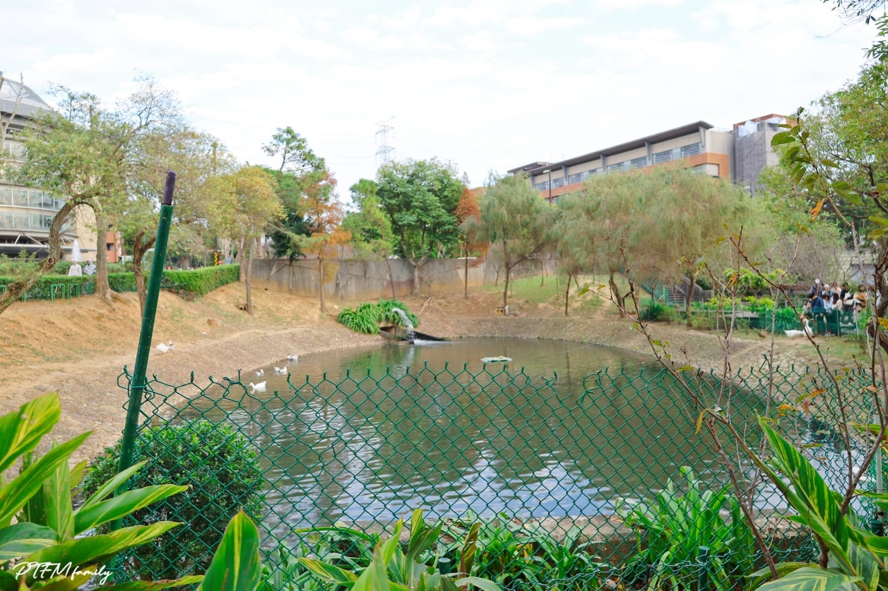 桃園最新景點｜長庚養生文化村，期間限定絕美夢幻湖景的落雨松免費景點