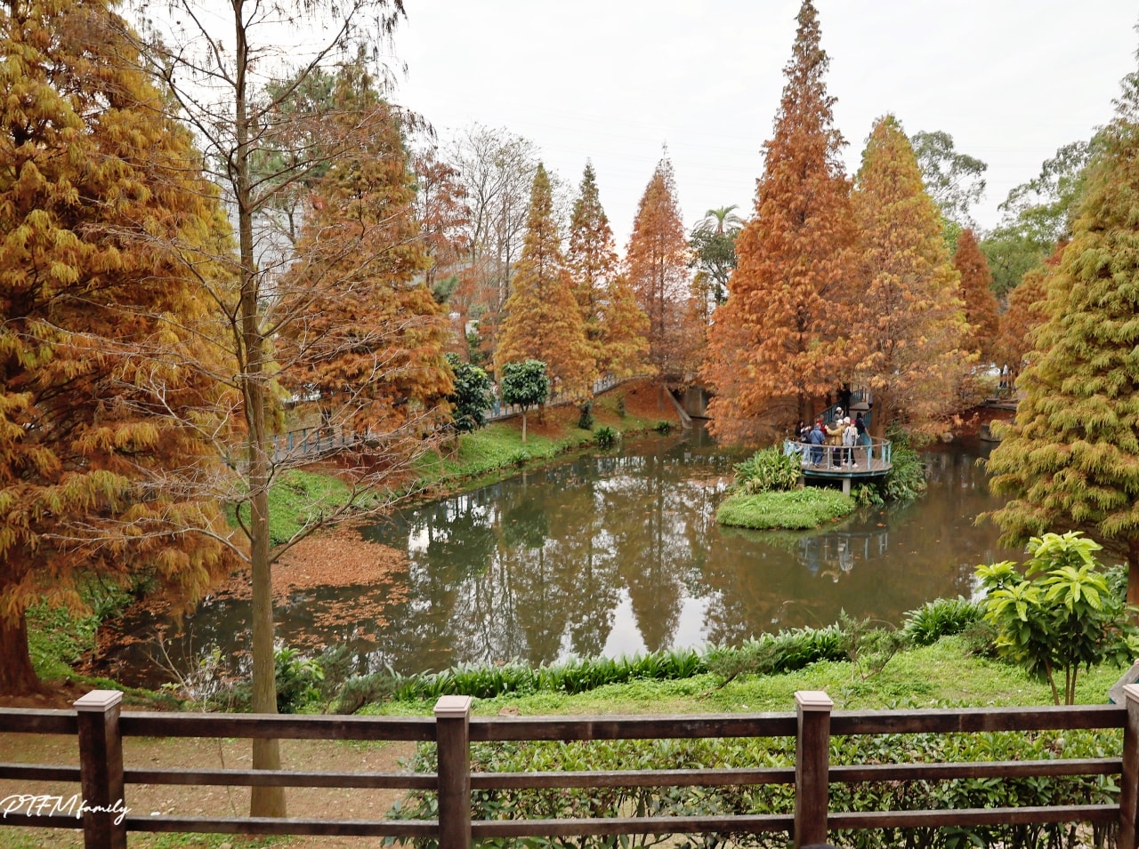 桃園最新景點｜長庚養生文化村，期間限定絕美夢幻湖景的落雨松免費景點