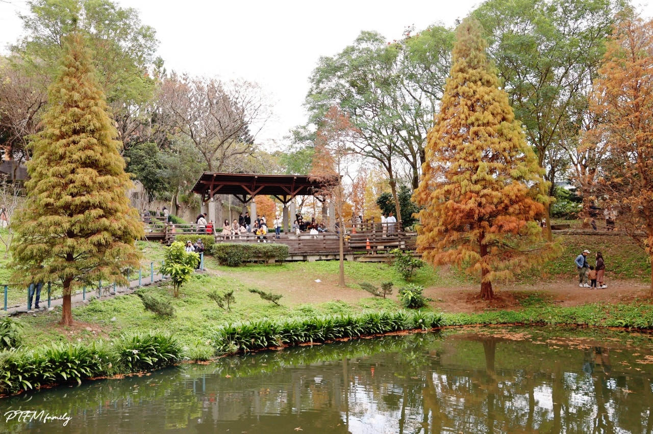 桃園最新景點｜長庚養生文化村，期間限定絕美夢幻湖景的落雨松免費景點