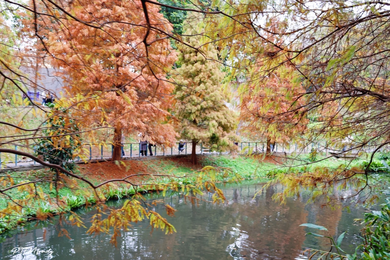 桃園最新景點｜長庚養生文化村，期間限定絕美夢幻湖景的落雨松免費景點
