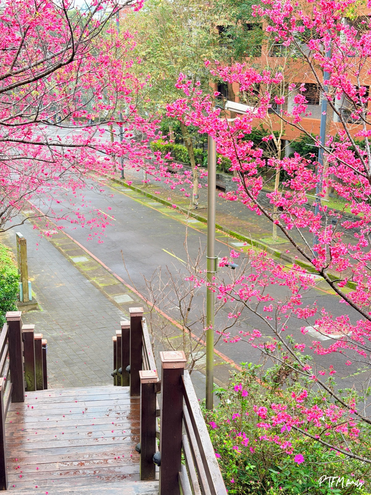 桃園賞櫻景點｜長庚養生文化村，桃園免費賞櫻秘境八重櫻滿開中，2026賞櫻景點推薦