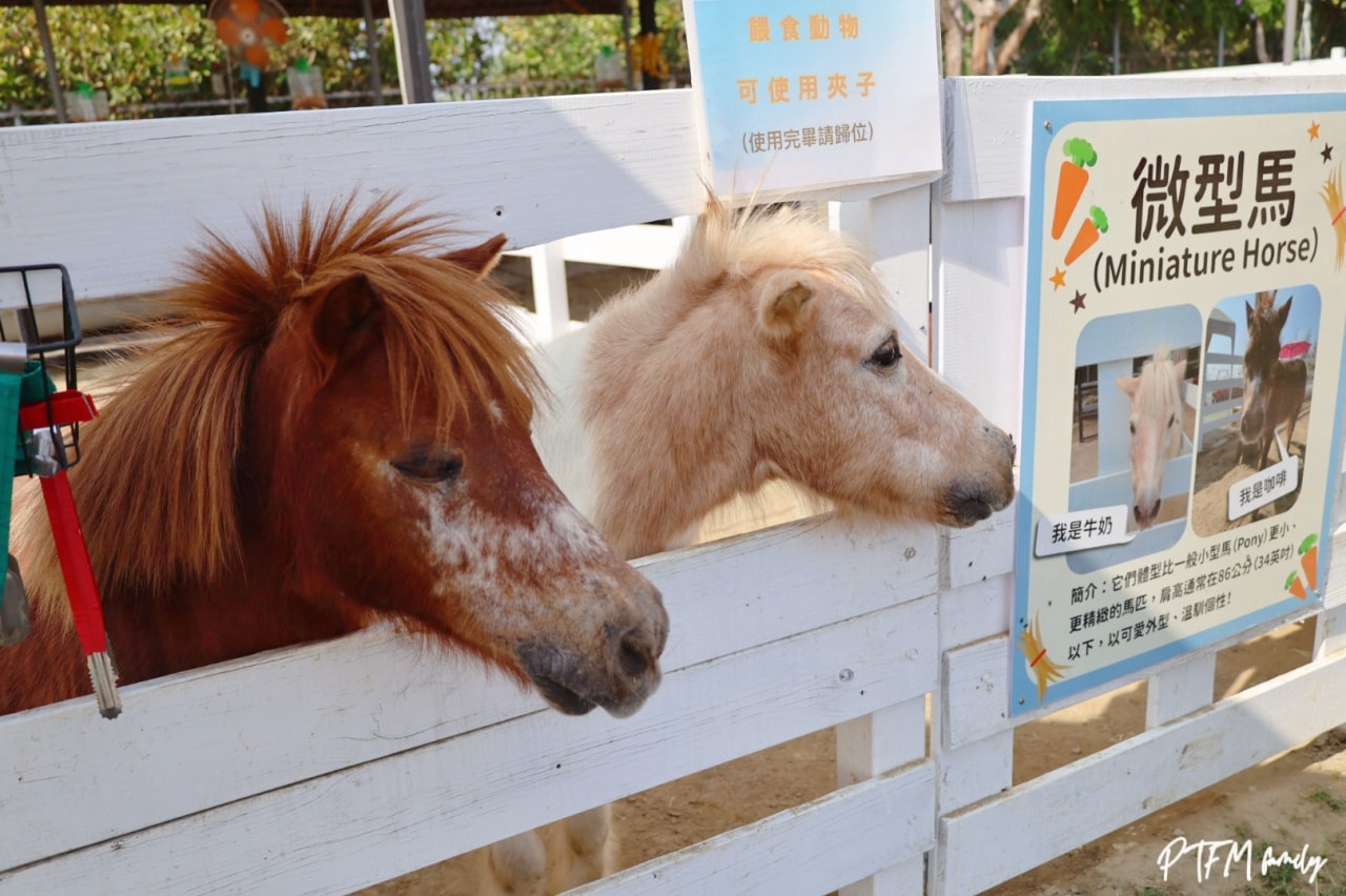 嘉義親子景點｜萌寵村親子樂園，豐富的動物互動玩人力飛車、海盜村還有手搖船可以划