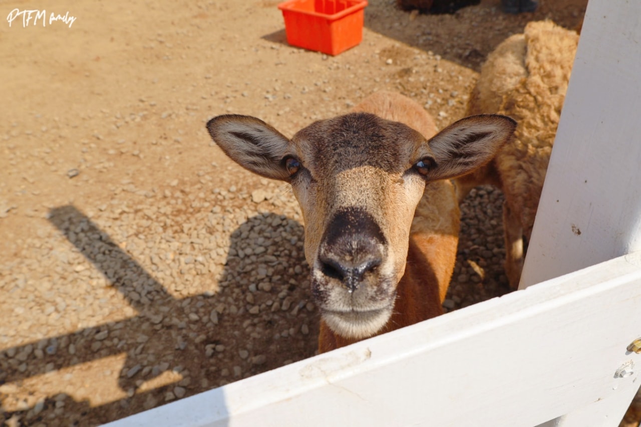 嘉義親子景點｜萌寵村親子樂園，豐富的動物互動玩人力飛車、海盜村還有手搖船可以划
