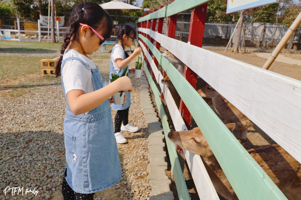 嘉義親子景點｜萌寵村親子樂園，豐富的動物互動玩人力飛車、海盜村還有手搖船可以划