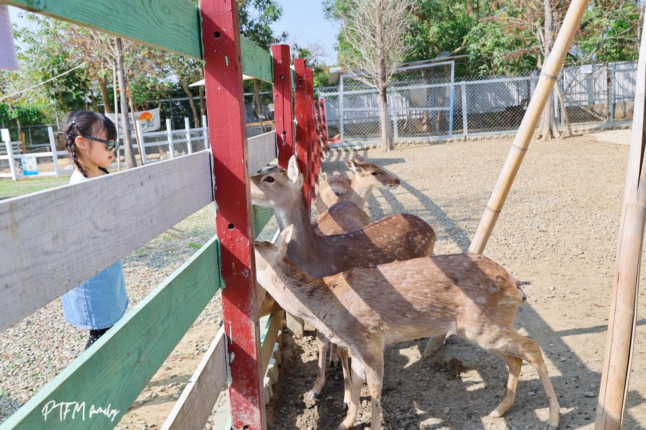 嘉義親子景點｜萌寵村親子樂園，豐富的動物互動玩人力飛車、海盜村還有手搖船可以划