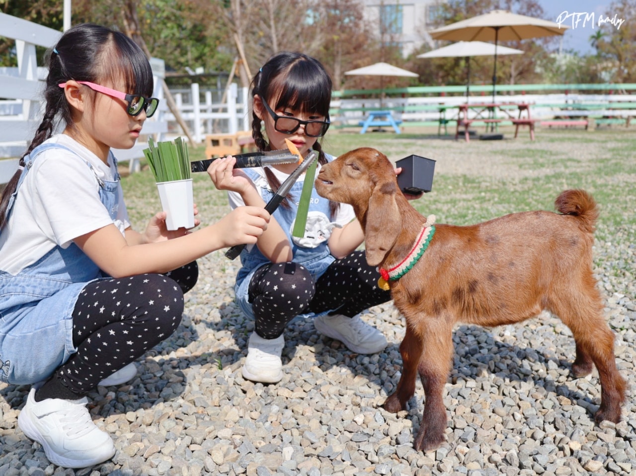 嘉義親子景點｜萌寵村親子樂園，豐富的動物互動玩人力飛車、海盜村還有手搖船可以划