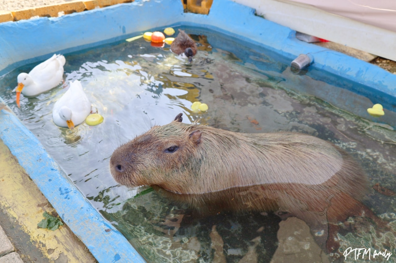 嘉義親子景點｜萌寵村親子樂園，豐富的動物互動玩人力飛車、海盜村還有手搖船可以划
