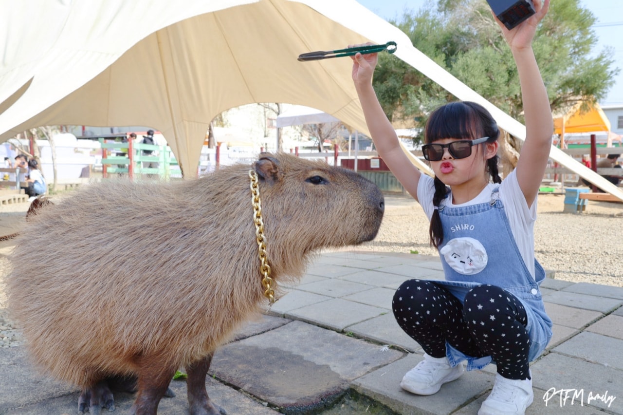 嘉義親子景點｜萌寵村親子樂園，豐富的動物互動玩人力飛車、海盜村還有手搖船可以划