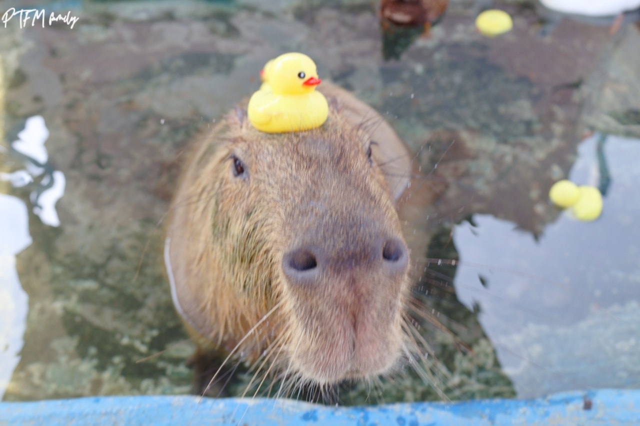 嘉義親子景點｜萌寵村親子樂園，豐富的動物互動玩人力飛車、海盜村還有手搖船可以划