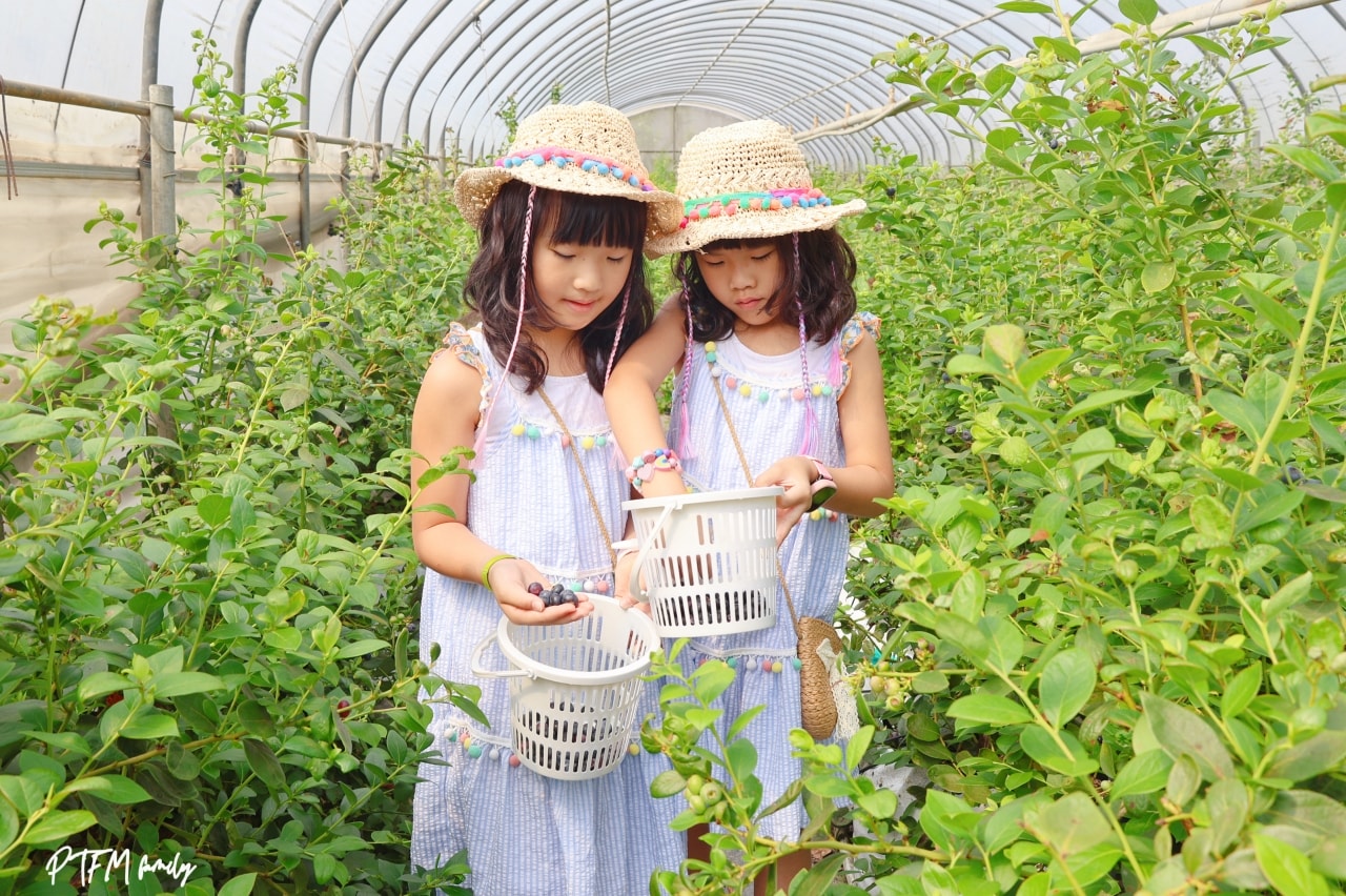 桃園親子景點|藍莓果果,北部最大藍莓種植農場,免門票期間限定採藍莓,桃園最新農場一日遊 - 第6張圖 桃園親子景點|藍莓果果,北部最大藍莓種植農場,免門票期間限定採藍莓,桃園最新農場一日遊