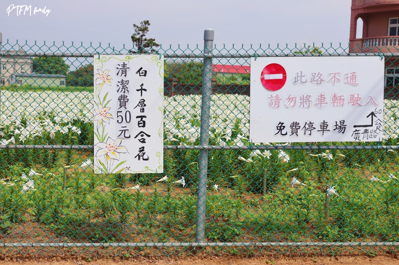 桃園賞花景點｜白千層鐵砲百合花園，期間限定花期只有三週，白色浪漫百合花滿開中預計到母親節