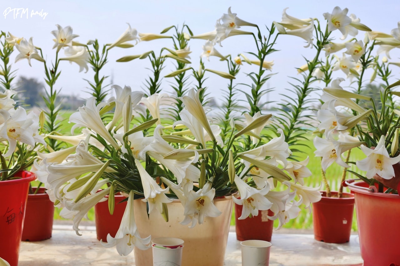 桃園賞花景點｜白千層鐵砲百合花園，期間限定花期只有三週，白色浪漫百合花滿開中預計到母親節