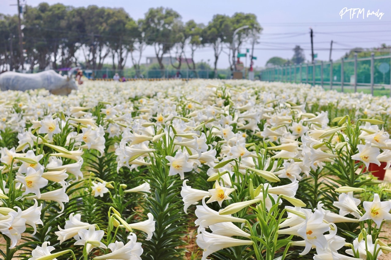 桃園賞花景點｜白千層鐵砲百合花園，期間限定花期只有三週，白色浪漫百合花滿開中預計到母親節