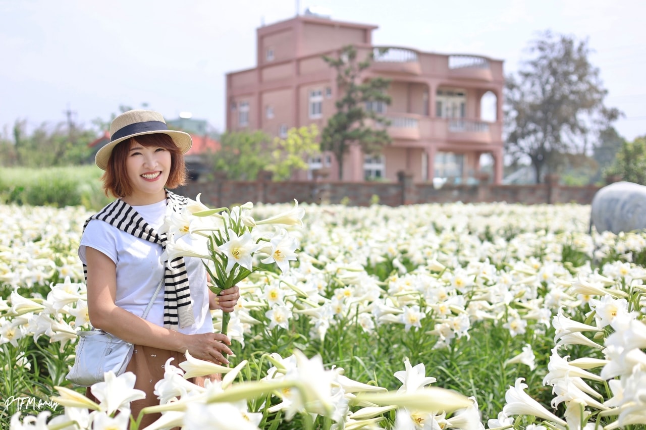 桃園賞花景點｜白千層鐵砲百合花園，期間限定花期只有三週，白色浪漫百合花滿開中預計到母親節