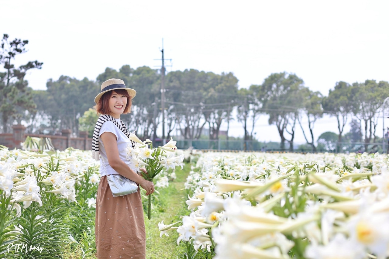 桃園賞花景點｜白千層鐵砲百合花園，期間限定花期只有三週，白色浪漫百合花滿開中預計到母親節