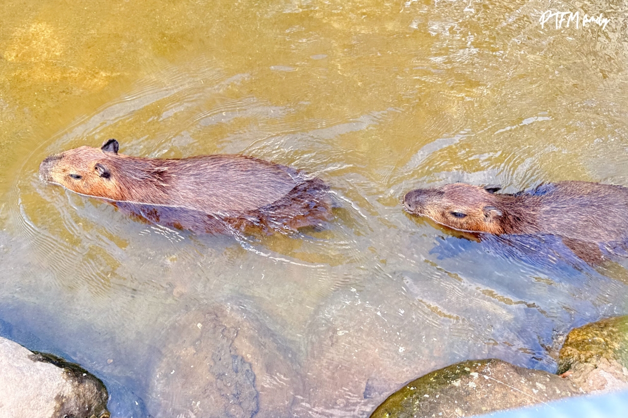新北玩水景點｜亮山川Lands & Stream Resort Park，萬里一日遊玩水景點，有戲水池、烤肉、動物和生態藝術造景