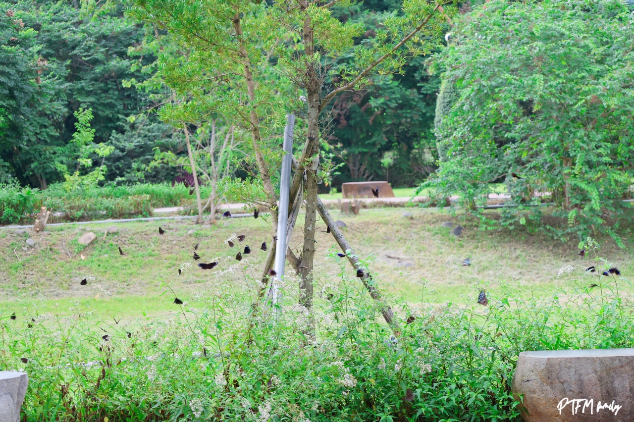 ★南投親子景點★ 橋聳雲天綠雕園區，全齡同樂的山訓挑戰場和賞花步道，是全台公路八景之首，公園很大建議可以帶腳踏車來