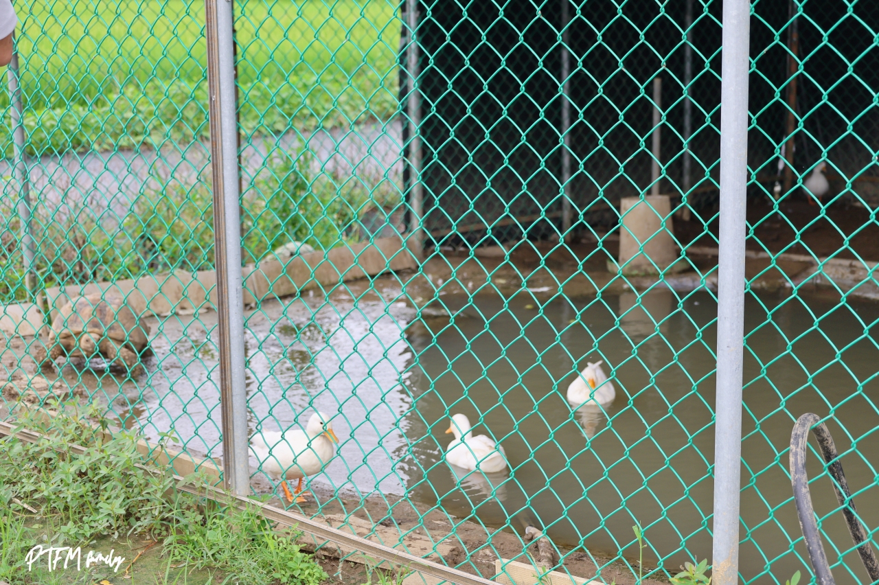 桃園親子景點|桃園青青草莓蔬果農場,免門票入場小西瓜開採了,記得一定要先預約才能採果 - 第22張圖 桃園親子景點|桃園青青草莓蔬果農場,免門票入場小西瓜開採了,記得一定要先預約才能採果