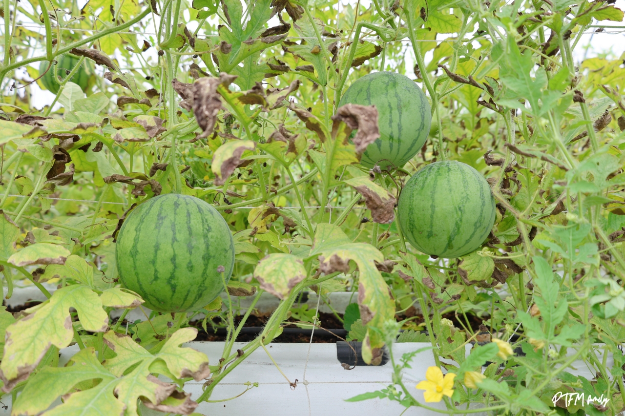 桃園親子景點|桃園青青草莓蔬果農場,免門票入場小西瓜開採了,記得一定要先預約才能採果 - 第10張圖 桃園親子景點|桃園青青草莓蔬果農場,免門票入場小西瓜開採了,記得一定要先預約才能採果
