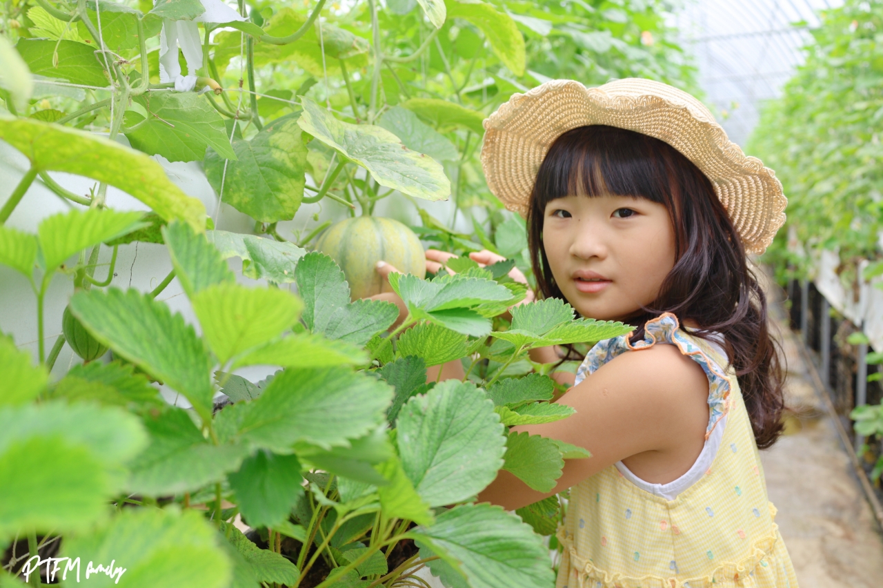 桃園親子景點|桃園青青草莓蔬果農場,免門票入場小西瓜開採了,記得一定要先預約才能採果 - 第17張圖 桃園親子景點|桃園青青草莓蔬果農場,免門票入場小西瓜開採了,記得一定要先預約才能採果